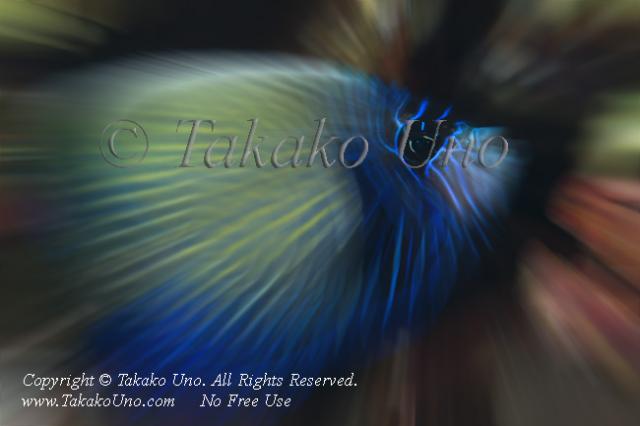 Angelfish 02t sub-adult Emperor 0800 Takako UNO