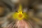 Goby 12tc Lemon mof 7045