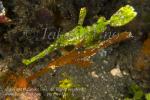 Ghostpipefish 06tc Robust & Halimeda 2 species 06tc 9937