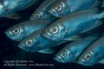 Bigeye 01tc Priacanthidae 5770