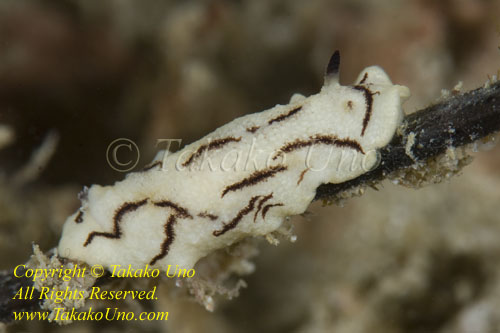 Paradoris sp Nudi 10tc 0555