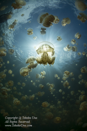 Jellyfish 27t 6587