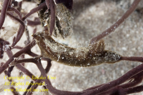 Furry Hallaxa Nudi 04t 7325