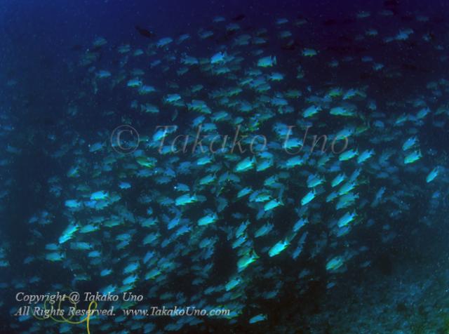 Snapper 01tc Sailfin or blue-lined sea bream 3859