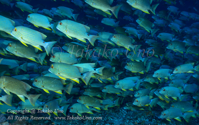 Snapper 26t Sailfin or blue-lined sea bream 7344