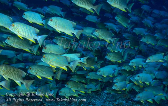 Snapper 26t Sailfin or blue-lined sea bream 7344