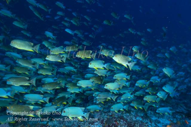 Snapper 27tc Sailfin or blue-lined sea bream 7346