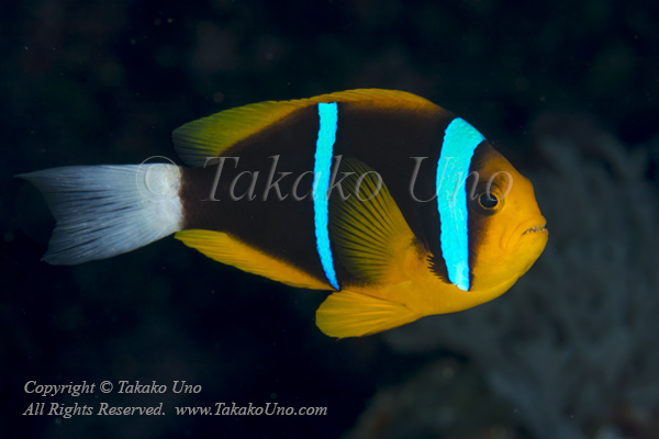 Anemonefish 01tc Orange-fin 6802