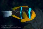 Anemonefish 01tc Orange-fin 6802