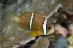 Anemonefish 03tc Orange-fin sub-adult 6803