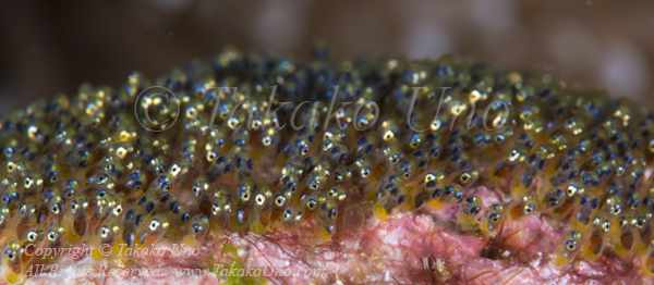 Anemonefish 04tc Orange-fin eggs 5878