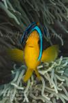 Anemonefish 05tc Orange-fin & Cleaner Wrasse 7177