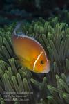 Anemonefish 06tc Pink 6809