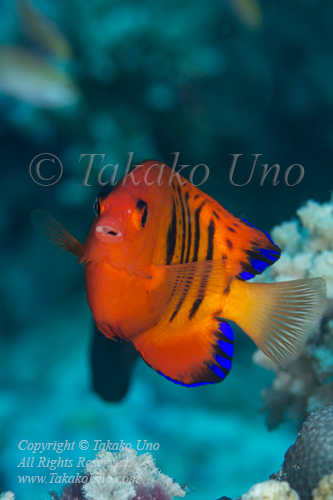 Angelfish 01tc Flame, Japanese pygmy 7316