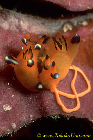 Thecacera pacifica 01 mating & laying eggs 15mm