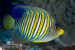 Angelfish 06tc Regal 5869