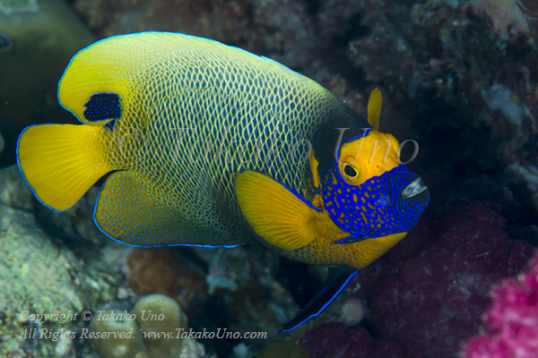 Angelfish 07tc Blue-face 5783