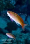 Anthias 01tc 8785