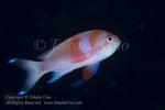 Anthias 01tc Square-spot male (morph color) 7087