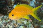 Anthias 02tc Square-Spot female 5710