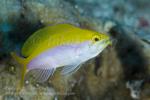 Anthias 03tc Bicolor フタイロハナゴイ 6958