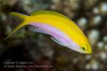 Anthias 03tc Bicolor 6961