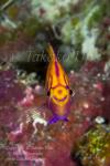 Anthias 03tc Fathead or Hawk 4844