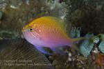 Anthias 03tc Fathead or Hawk 4836