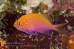 Anthias 04tc Fathead or Hawk 7134