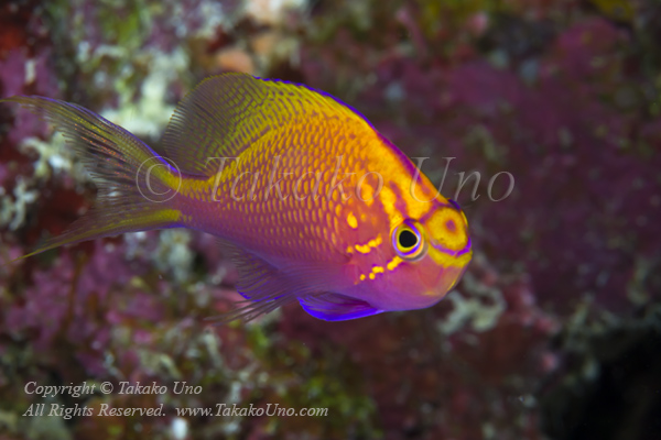 Anthias 04tc Fathead or Hawkfish OF 4845