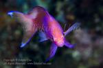 Anthias 05tc Square-spot male 7003