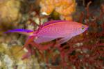 Anthias 06tc 5813