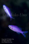 Anthias 06tc Purple Queen juv 7020