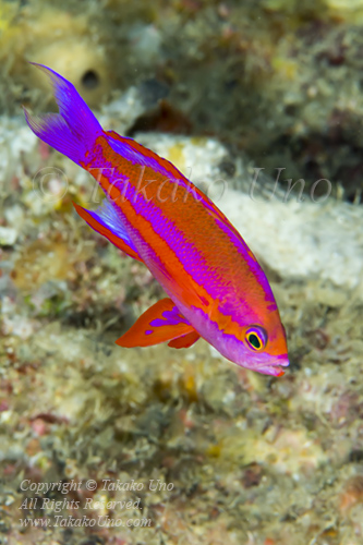 Anthias 07tc Randall's male 6088