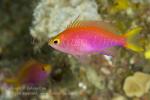 Anthias 08tc Yellowtail 6090