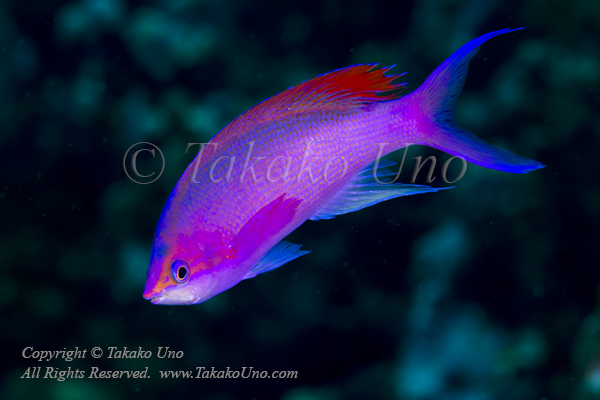 Anthias 11tc Purple Queen 6260