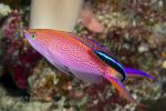 Anthias 12tc & Cleaner Wrasse 5709