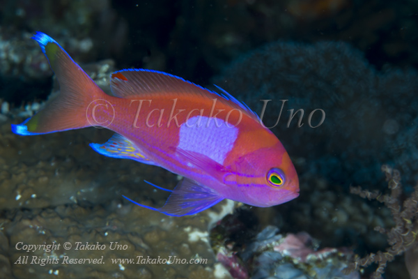 Anthias 13tc Square-spot male 5096