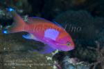 Anthias 13tc Square-spot male 5096