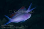 Anthias 14tc Purple Queen 5110