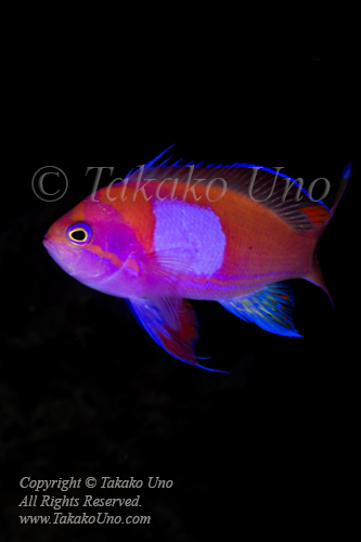 Anthias 16tc Square-spot male 5139