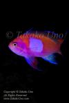 Anthias 16tc Square-spot male 5139