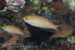 Anthias 17tc 5196