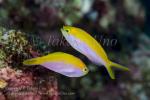 Anthias 18tc Bicolor 5198