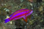 Anthias 21tc Randall's 5226