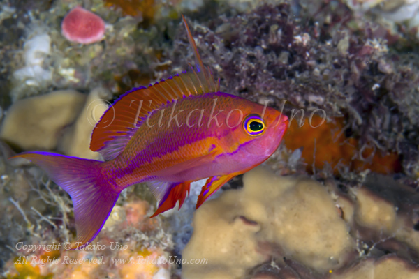 Anthias 23tc Randall's 5228