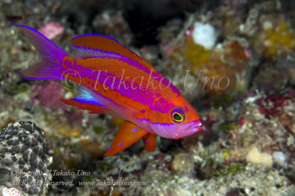 Anthias 24tc Randall's 5230