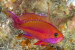 Anthias 27tc Randall's 5234