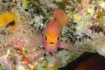 Anthias 28tc Yellowtail 5238