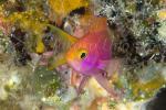 Anthias 29tc Yellowtail 5239